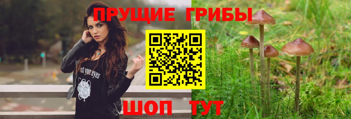 Галлюциногенные грибы Psilocybine cubensis Северск